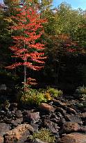 early autum swam maple.jpg